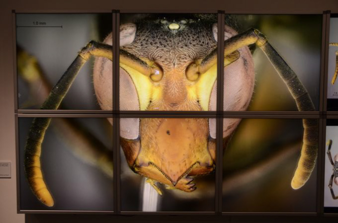 Wasp_exhibition__DSC3511